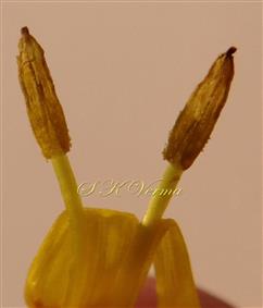  Stamens
